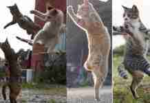 “ချိန်သားကိုက်ရိုက်ယူထားတဲ့ Ninja Cat လေးတွေရဲ့ပြုံးချင်စဖွယ်ပုံရိပ်များ”